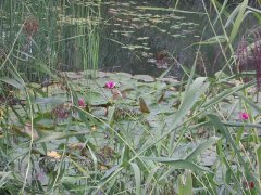 phoca_thumb_l_l008.jpg